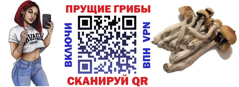 Галлюциногенные грибы Cubensis darknet Telegram Новая Усмань
